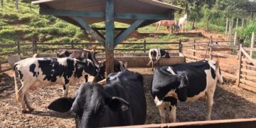 Funcionários de açougue em Lafaiete são suspeitos de roubar gado avaliado em 18 mil reais