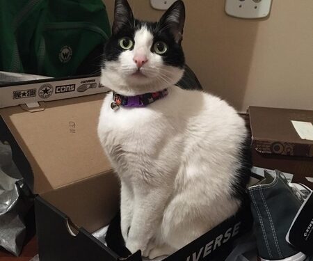 Lafaiete realiza campanha de controle de doença que atinge os gatos