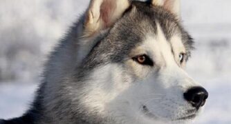 Mulher invade casa alheia, coloca fogo e um cachorro morre queimado