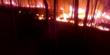 Incêndios próximos de casas, asilo e estrada mobilizaram bombeiros