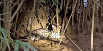 Visita constante de onça assusta comunidade