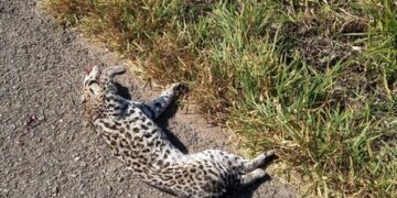Onça morre atropelada