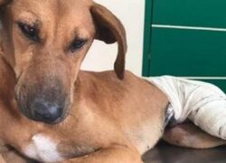 Cão gravemente ferido é resgatado em Lamim e levado para clínica veterinária