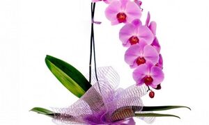 Congonhas recebe exposição de orquídeas