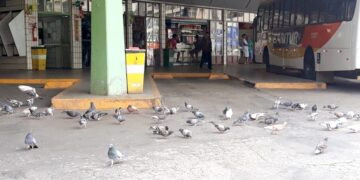 Quantidade de pombos em escola provoca suspensão do consumo de água