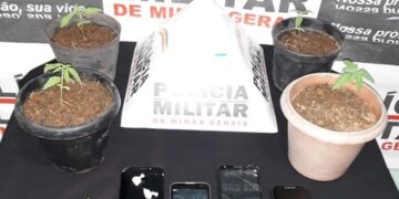 PM localiza maconha plantada em vasos em casa no bairro Arcádia
