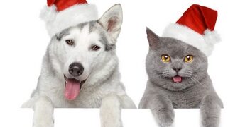 Confira os cuidados com seu pet durante as festas de fim de ano