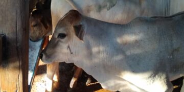Carandaí abre inscrição para vacinação contra brucelose bovina