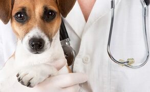 Mulher sem formação é autuada por trabalhar como veterinária