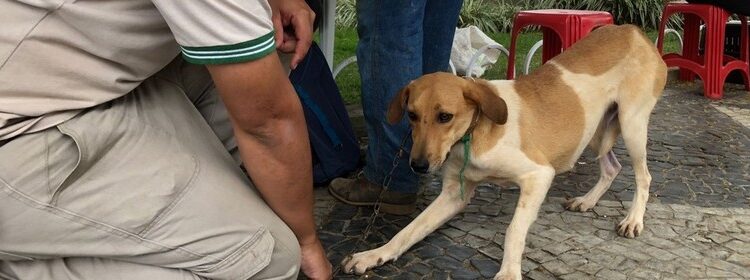 Inscrição para Programa Estadual de Resgate de Animais Domésticos termina quinta-feira