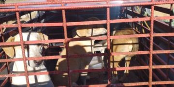 Bombeiros capturam cães agressivos em Lafaiete