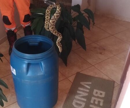 Cobra de um metro é encontrada em varanda de casa em Lafaiete