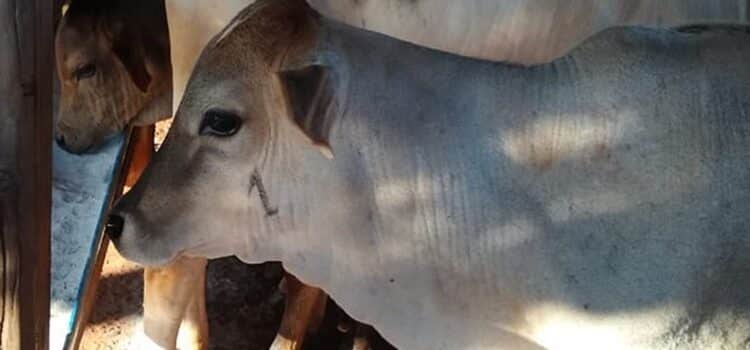 Vacinação animal contra brucelose tem inscrição aberta em Carandaí