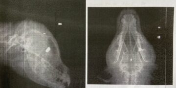 Polícia Civil indicia suspeitos de atirar contra cabeça de cachorro em Barroso