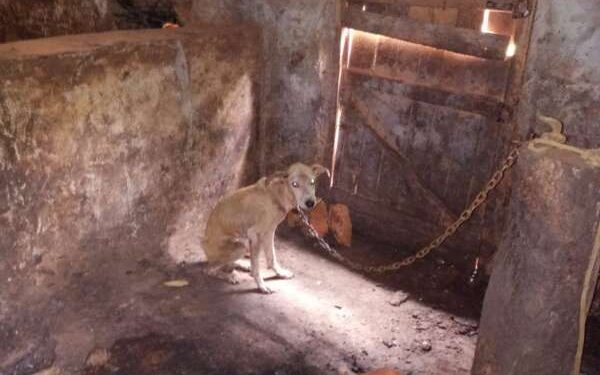 Homem é preso por maus-tratos a cachorro em Barbacena