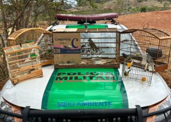 Operação Libertas: PM apreende aves silvestres mantidas em cativeiro