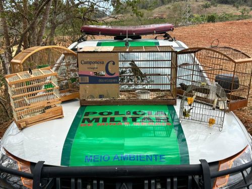 Operação Libertas: PM apreende aves silvestres mantidas em cativeiro