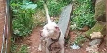 Cães da raça Pit Bull abandonados geram medo em Lafaiete