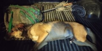 Cadela é resgatada após pular muro e cair ferida