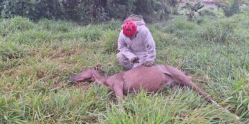 Ataque de abelhas mata dois cavalos em Ibertioga