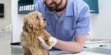 Atendimento gratuito amplia cirurgias e salva animais