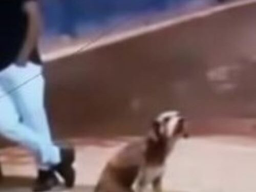 Servidora será exonerada após maus-tratos a cão em Itaverava