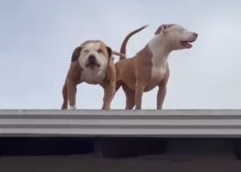 Pitbull invade casa, ataca moradora e é capturado
