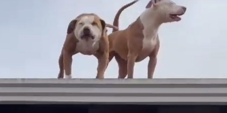 Pitbull invade casa, ataca moradora e é capturado
