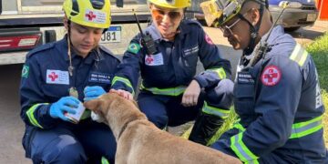 Simulado em Congonhas inclui proteção animal inédita