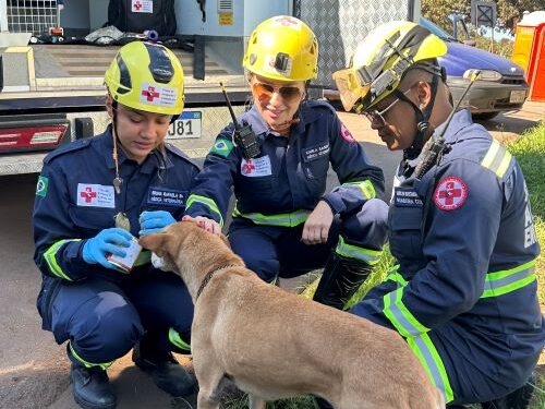 Simulado em Congonhas inclui proteção animal inédita