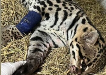 Jaguatirica ferida é resgatada por bombeiros na BR-265