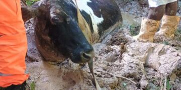Vaca atolada é salva de brejo após força-tarefa em Carandaí