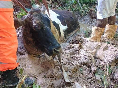 Vaca atolada é salva de brejo após força-tarefa em Carandaí