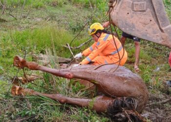 Égua prenha é salva após cair em vertedouro em Carandaí