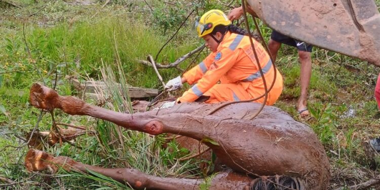Égua prenha é salva após cair em vertedouro em Carandaí
