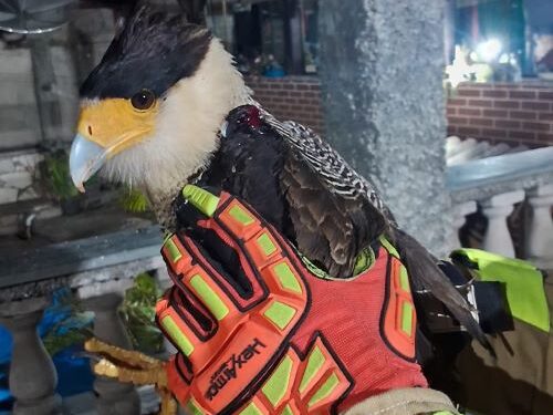 Carcará ferido é salvo por corpo de bombeiros