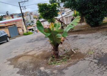 Bananeira vira protesto contra abandono de rua em Lafaiete