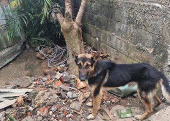 Polícia resgata cães e prende suspeito por maus-tratos