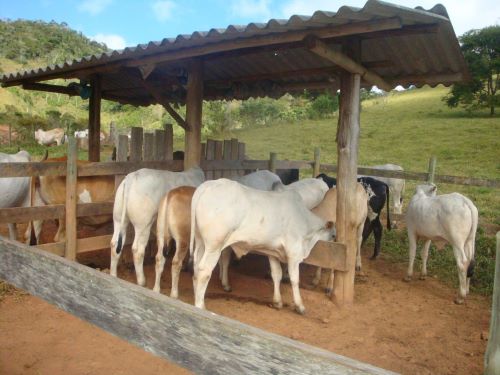 IMA inicia atualização de rebanhos no estado